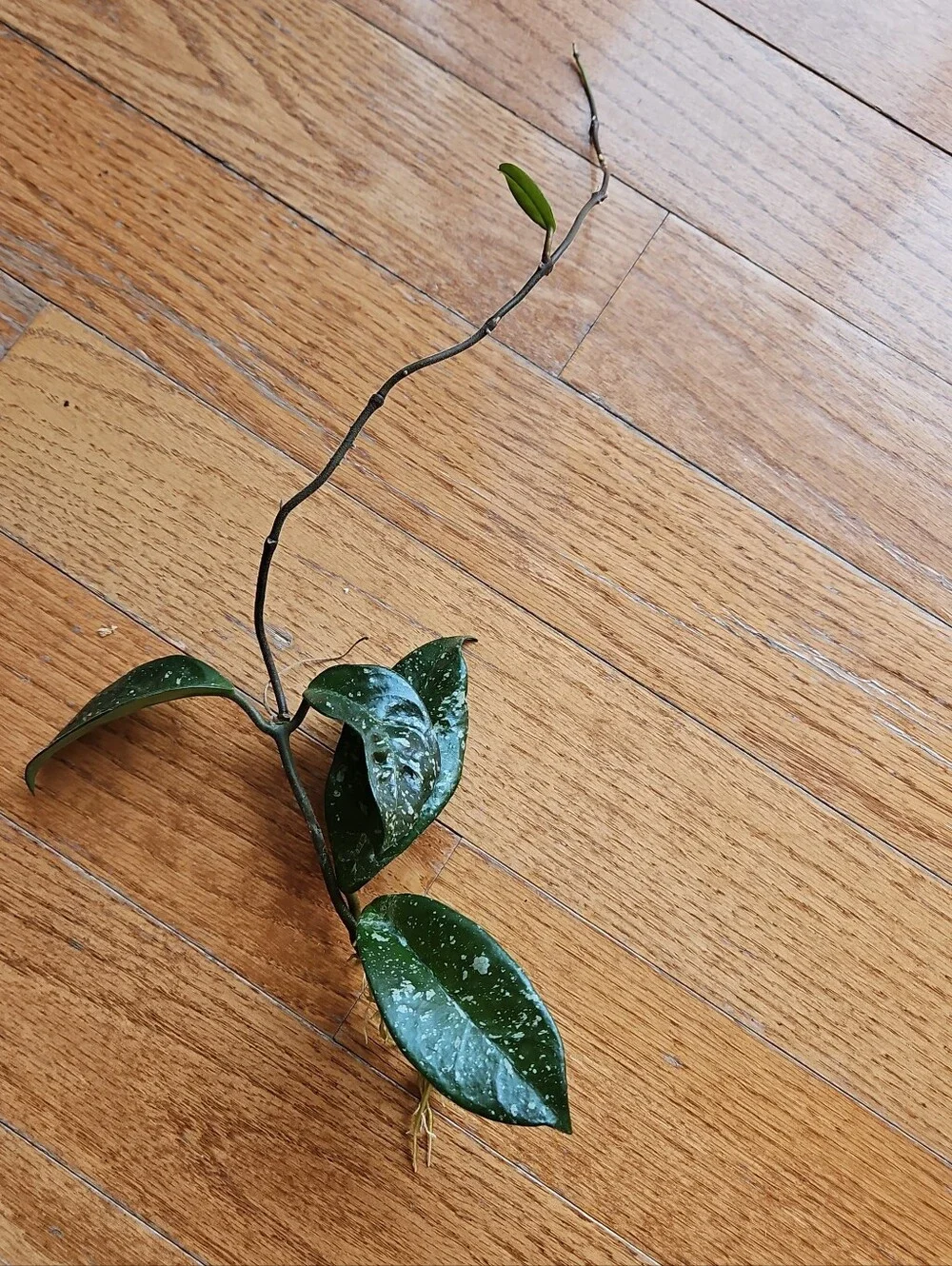 Hoya DALTON HENRY Variegata Plant  Cutting Well Rooted, Texture Leave, Ready